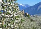 Fioritura dei meli - #visitvaldinon - foto di Marta Eccher 